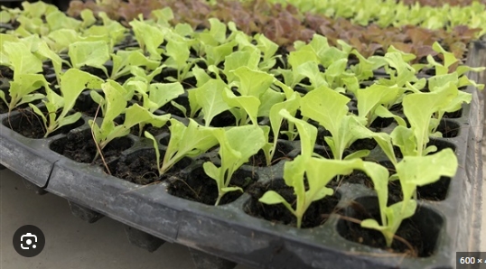 ต้นกล้าสลัดแกรนด์แรปิดส์(ถาด)*105