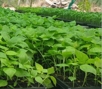 ต้นกล้า พริกส้มตะวันนา(ถาด)*105