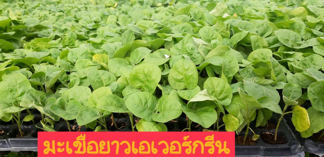 ต้นกล้ามะเขือยาวเอเวอร์กรีน(ถาด)*105