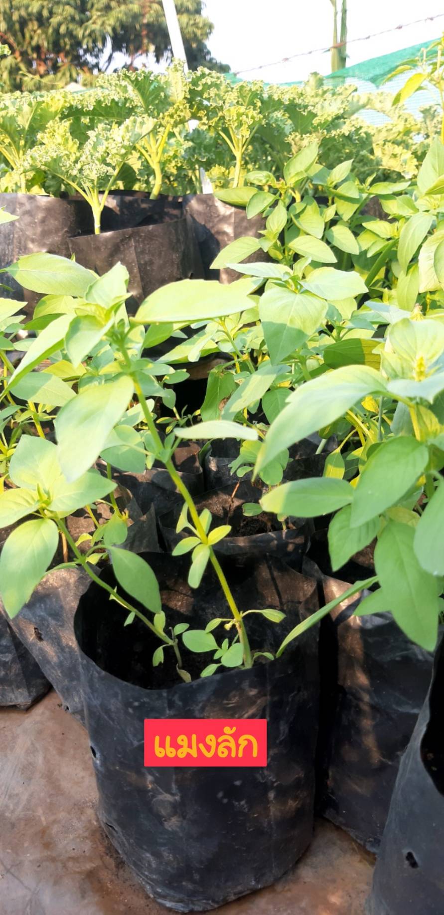 ต้นกล้าแมงลัก(ถุง)