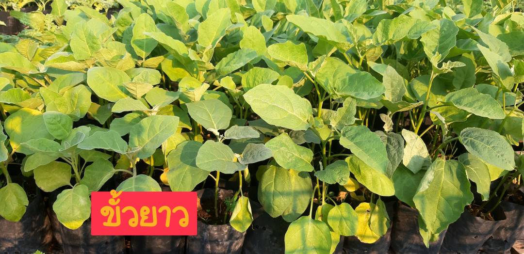 ต้นกล้ามะเขือ(ถุง)