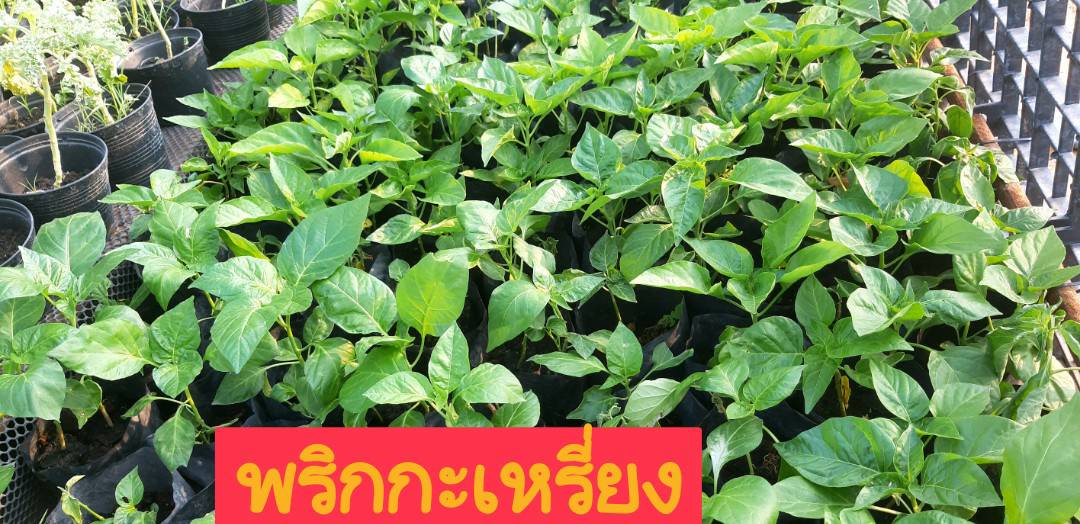 ต้นกล้าพริกกะเหรี่ยง(ถุง)