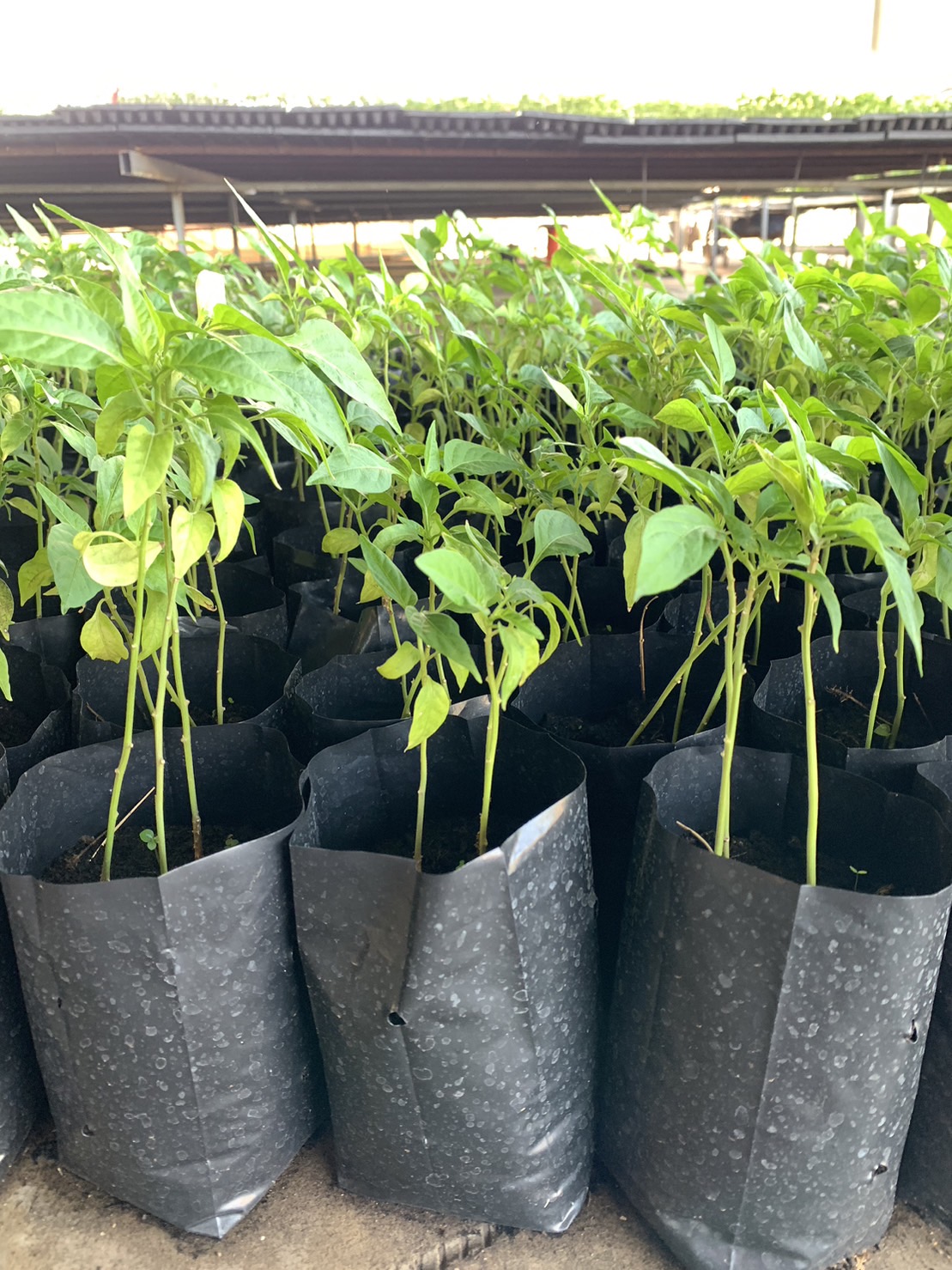 ต้นกล้าพริก(ถุง)