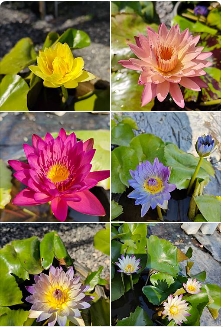 ต้นดอกบัวคละสี10"กถ.