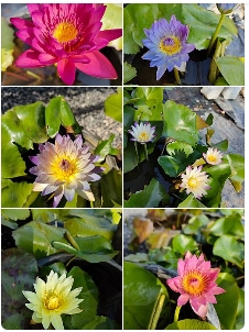 ต้นดอกบัวคละสี12"กถ.