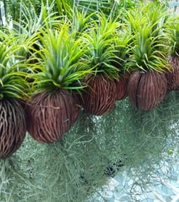 เคราฤาษี