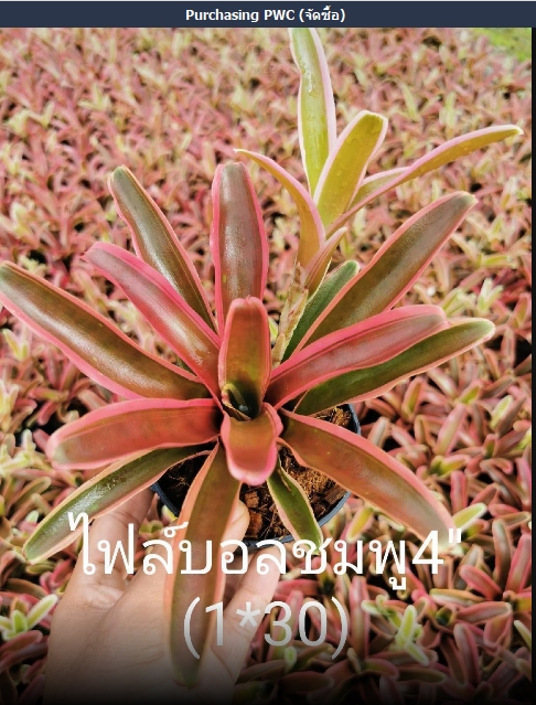 ต้นไฟล์บอลชมพู 4"