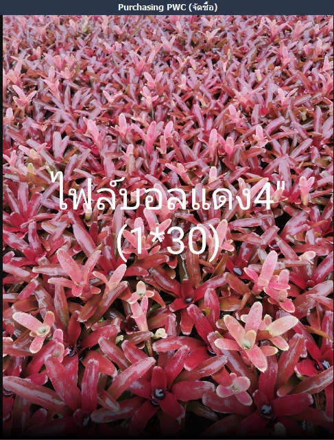 ต้นไฟล์บอลแดง  4"