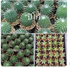 แคคตัส กถ.15B