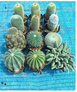 แคคตัส กถ. 4"120B