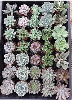 กุหลาบหินเล็ก