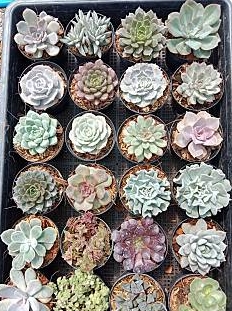 กุหลาบหิน กถ. 3"