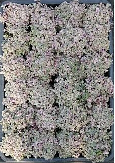 ต้นริบบิ้นชาลี