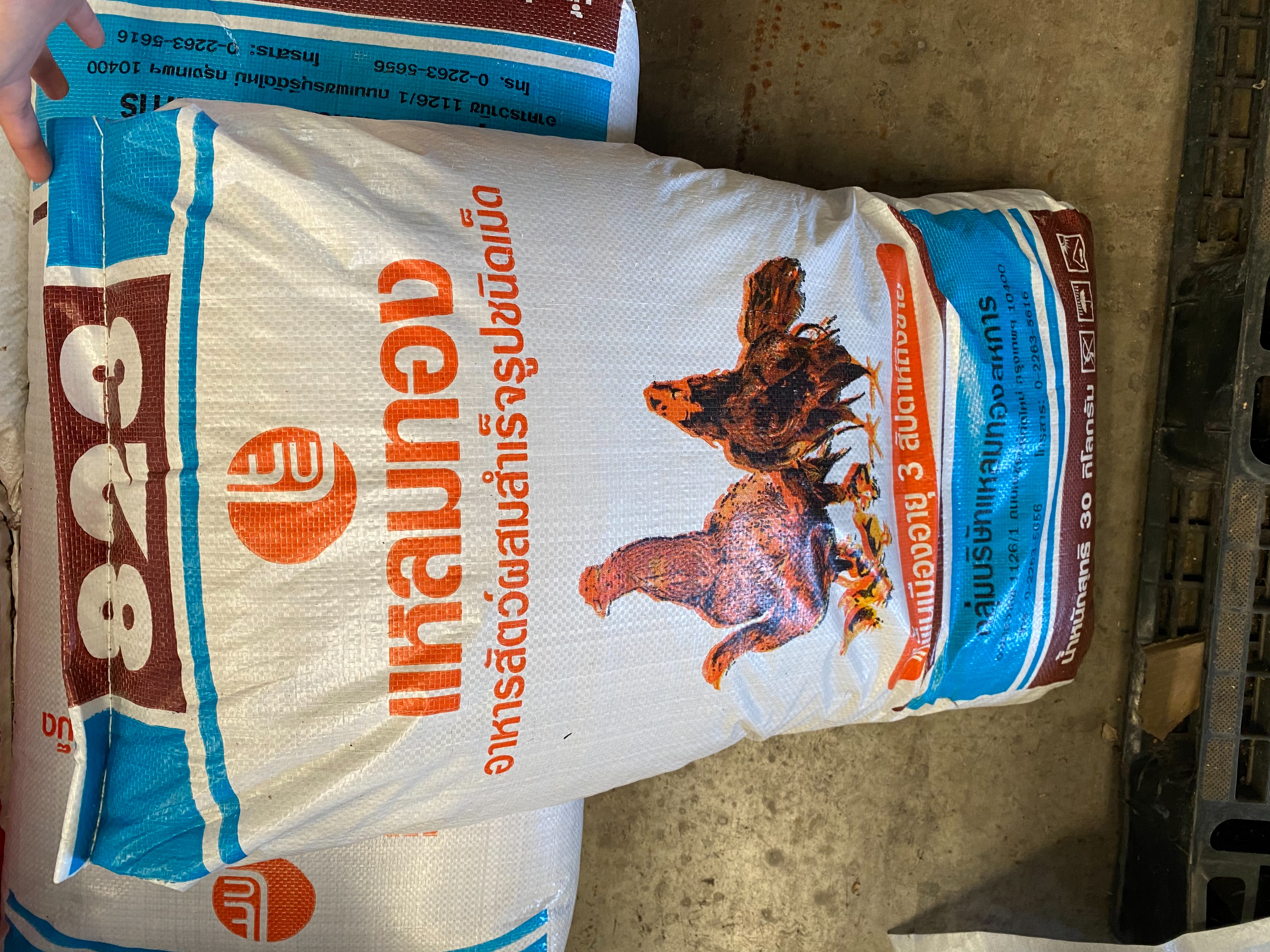 823ไก่พื้นเมืองอายุ 3สัปดาห์แหลมทอง30KG