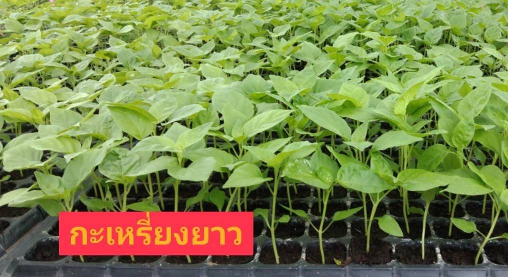  ต้นกล้าพริกกะเหรี่ยงยาว*105(ถาด)