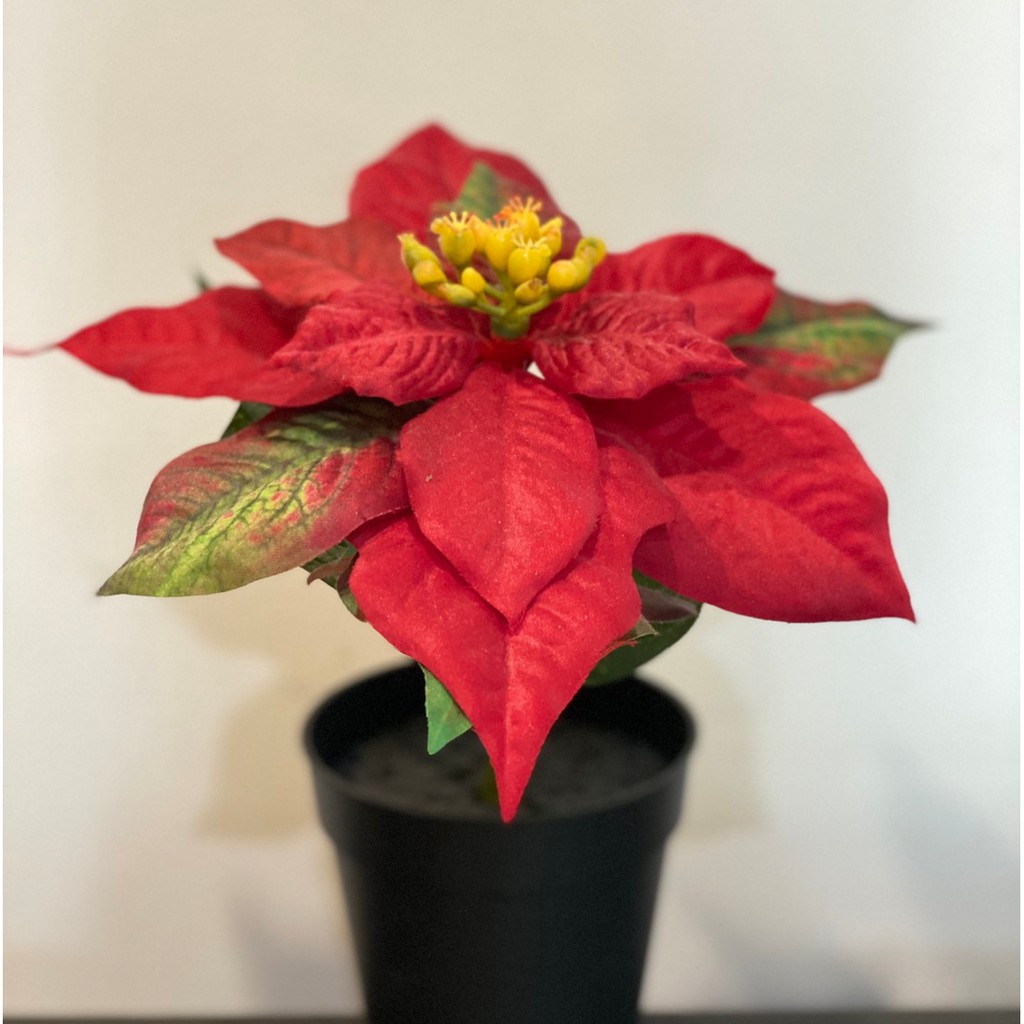 ต้นคริสมาส แดง