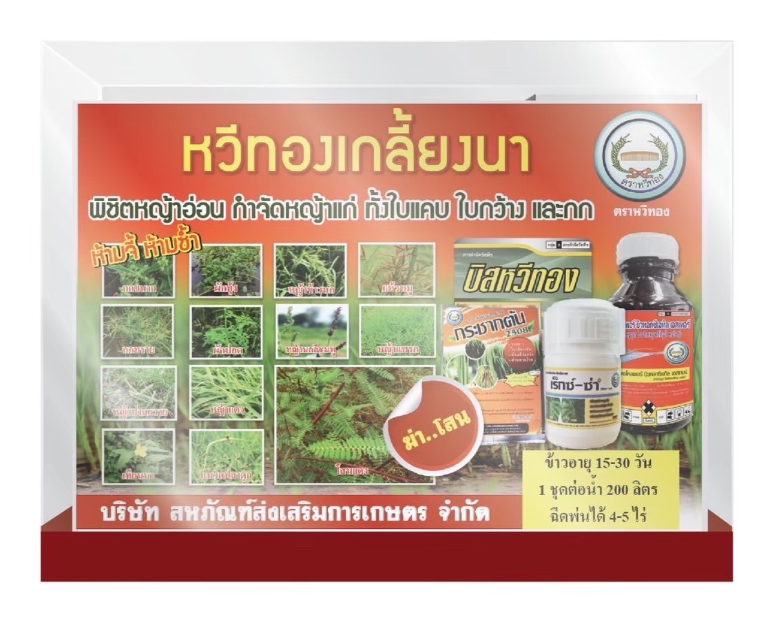 เกลี้ยงนาหวีทอง*12