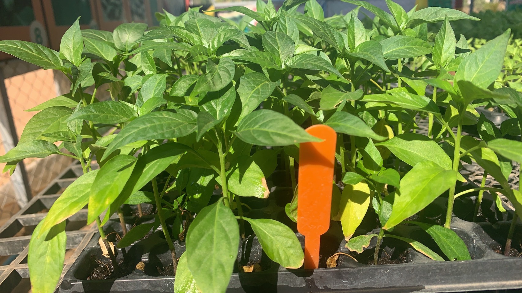 ต้นกล้าพริกสไปซี่ฮ็อท*105