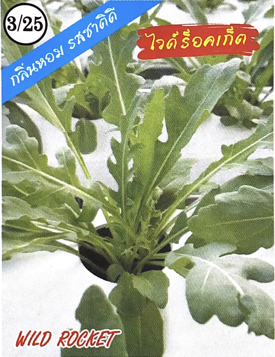 สลัดไวด์ร็อคเก็ต333