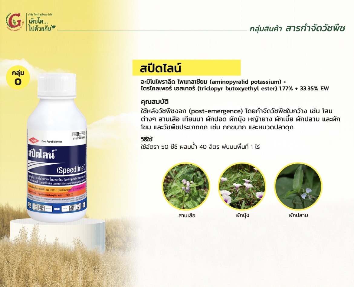 สปีดไลน์500CC*20