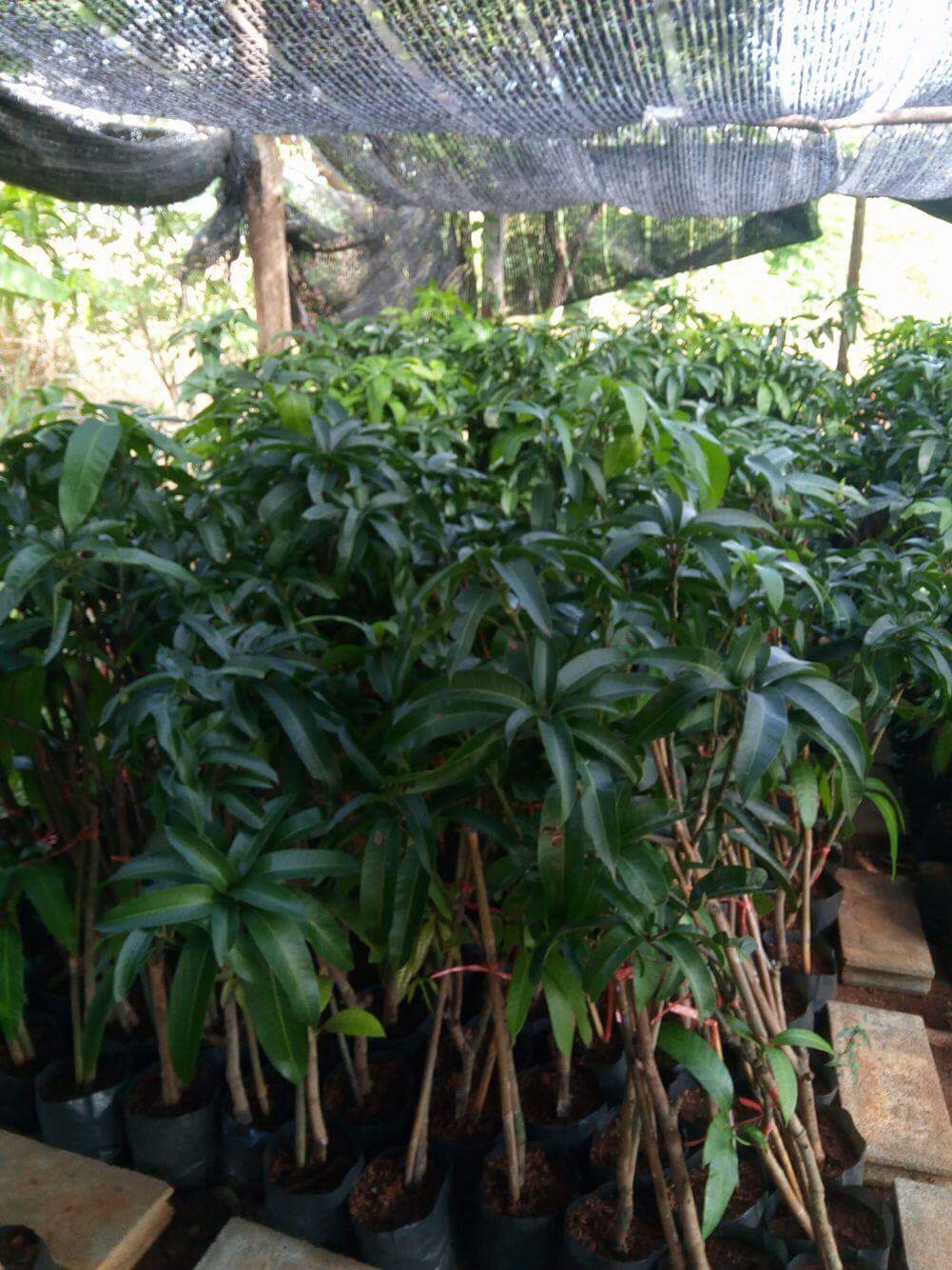 ต้นมะม่วงงามเมืองย่า