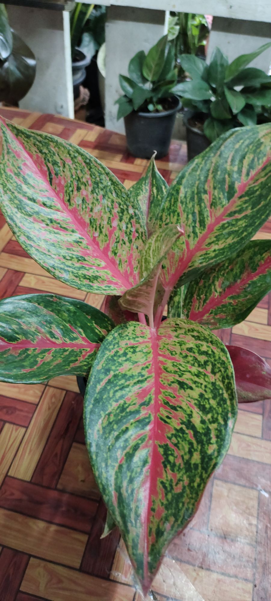 ต้นเศรษฐีรุ่งเรือง 8"