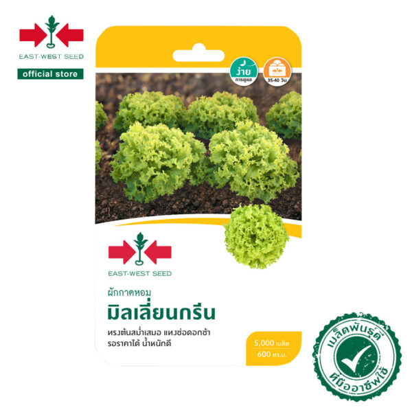 สลัดมิลเลี่ยนกรีนOPศรแดงGG*600