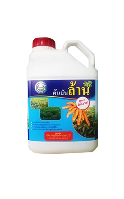 ต้นมันล้านหวีทอง1L*12