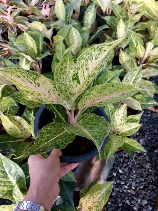 ต้นหลักทรัพย์ 8"