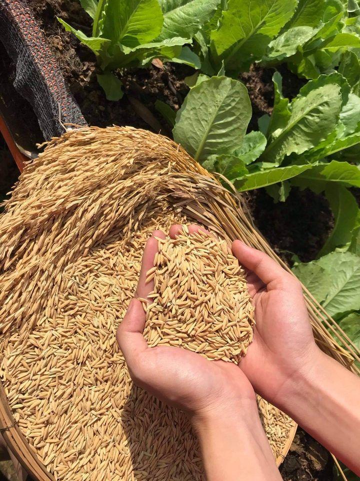 25/KGกข.10 เขาวง(เหนียว)