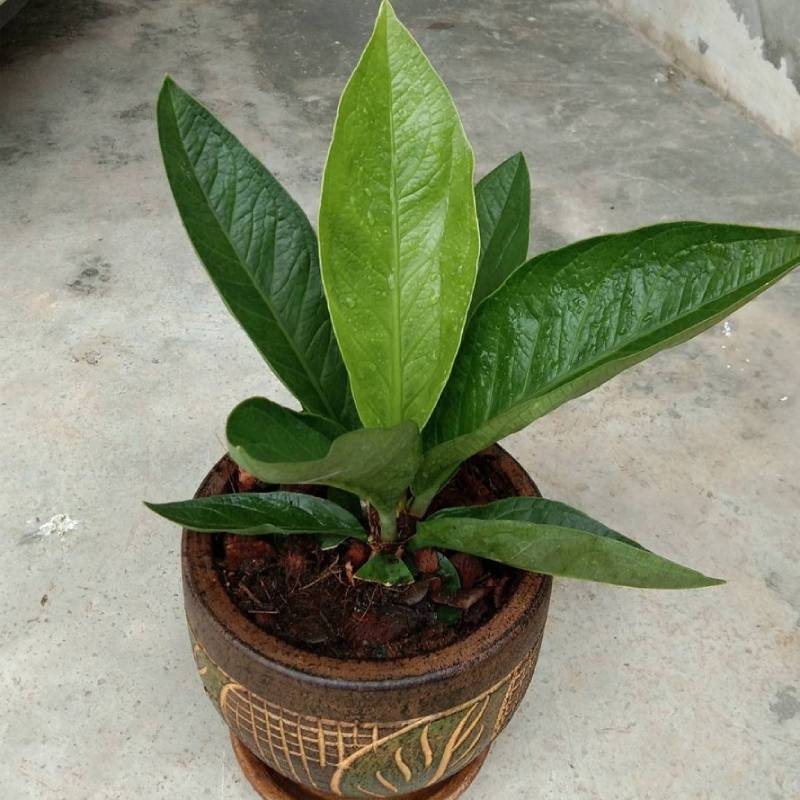 ต้นเศรษฐีใบเงิน11"