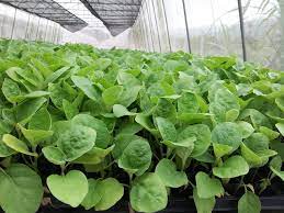 ต้นกล้าหยาดทิพย์*105