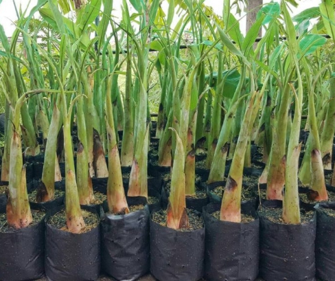 กล้วยน้ำว้าเพชรปากช่อง50