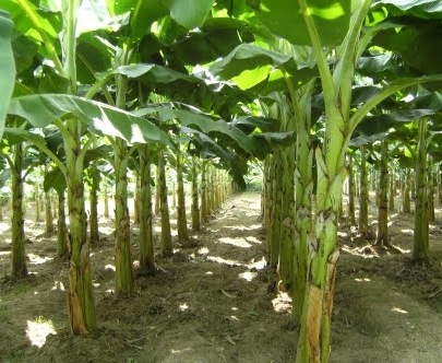 กล้วยไข่