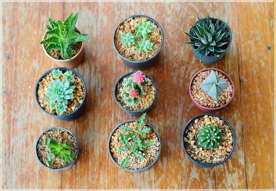 แคคตัส25B