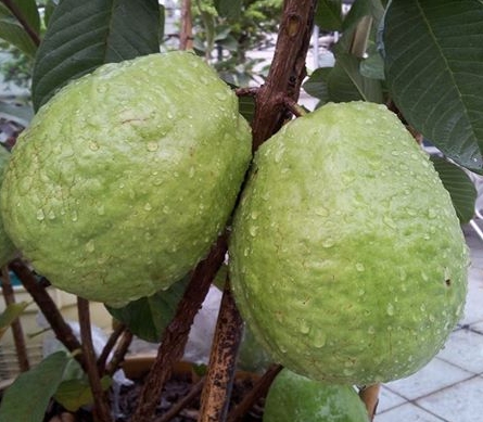 ฝรั่งกิมจูเมล็ดน้อย