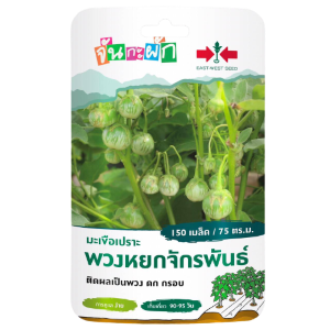 มะเขือเปราะพวงหยกจักรพันธ์OPศรแดงGG*600