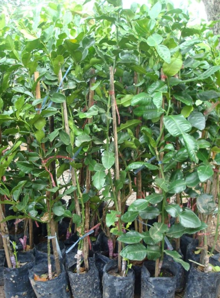 มะกรูดเสียบยอด