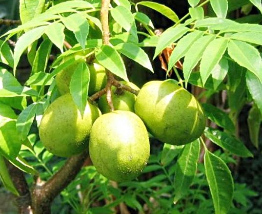 มะกอกน้ำฝรั่ง