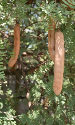 มะขามเปรี้ยวยักษ์ฝักตรง