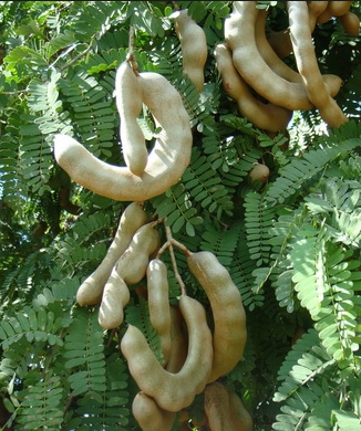 มะขามเปรี้ยวยักษ์ฝักโค้ง