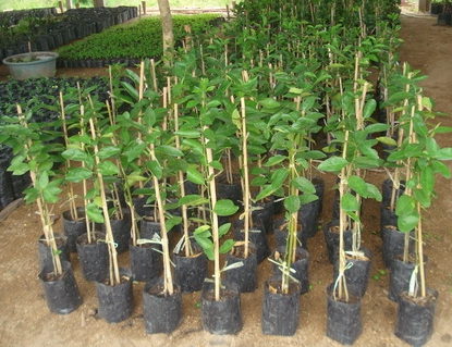 มะนาวตาฮิติไร้เมล็ด