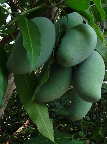 มะม่วงทองดำ