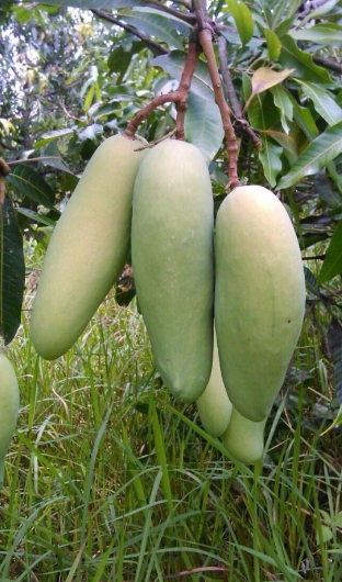 มะม่วงมหาชนก