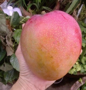 มะม่วงออสเตรเลีย