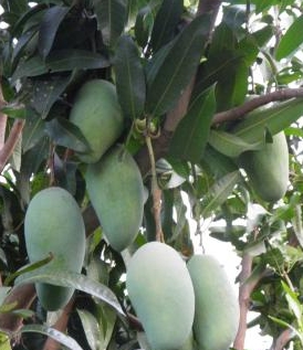 มะม่วงเขียวใหญ่