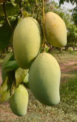 มะม่วงแก้วขมิ้น