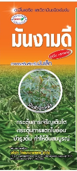 มันงามดี หัวโต 1L*12