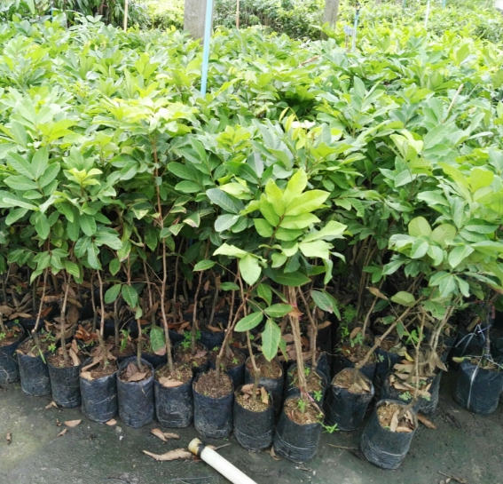 เงาะโรงเรียน