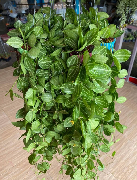 ต้นไม้แขวนประดับ